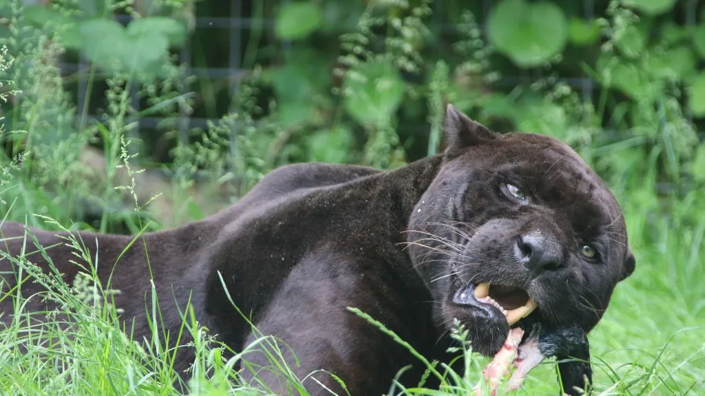 Skærup Zoo - jaguaren Carlos