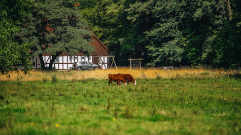 Ko på marken ved Børkop Vandmølle
