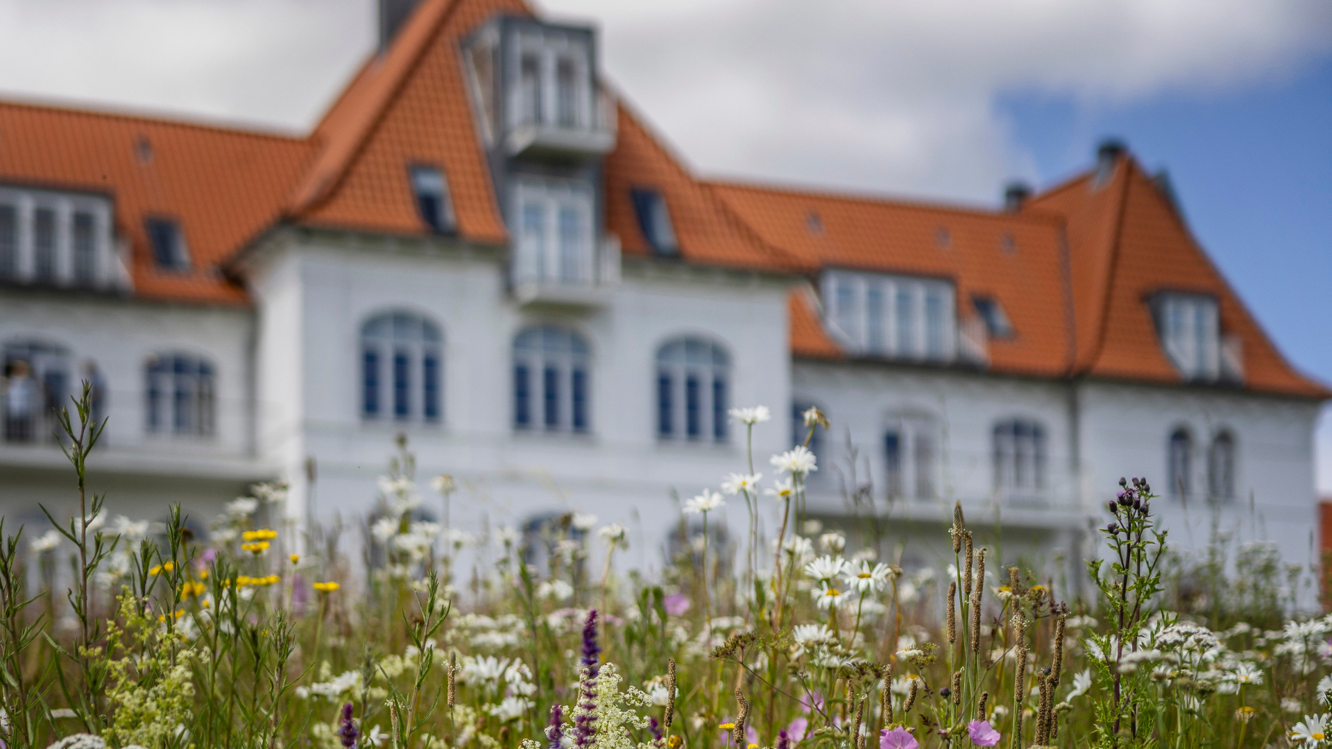 Vilde blomster ude foran hotellet Comwell Kellers Park ved Vejle Fjord og Børkop
