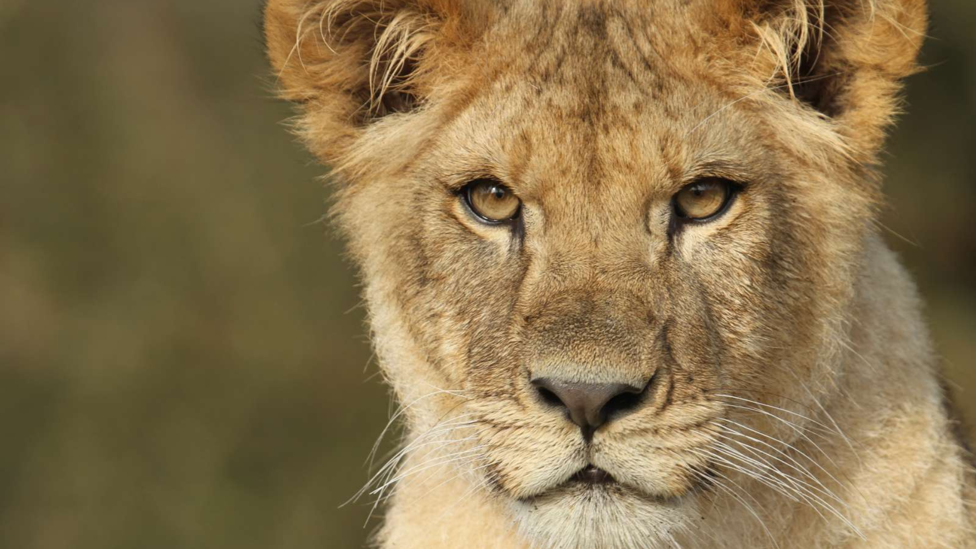 Close-up of a lioness at GIVSKUD ZOO