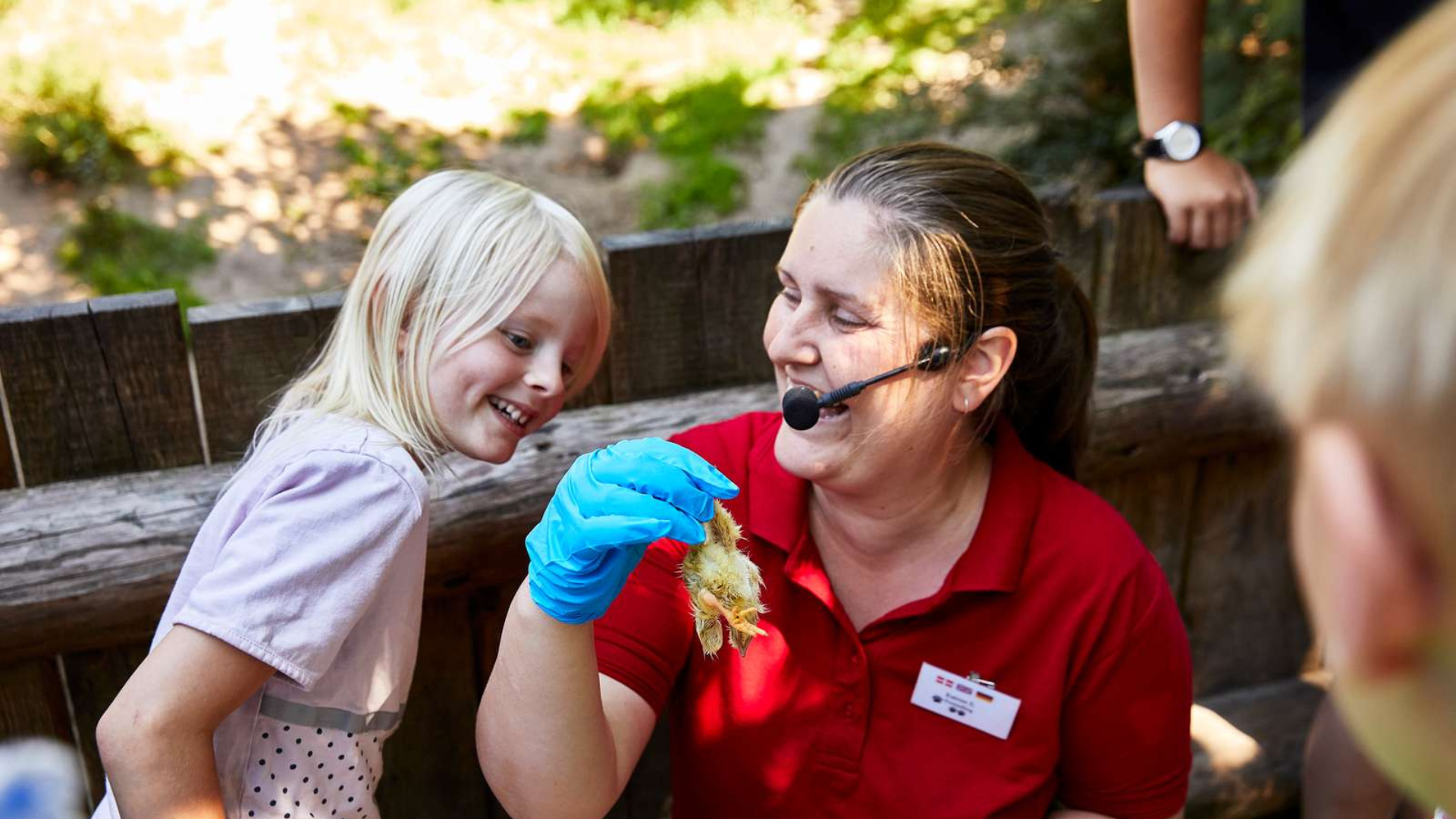 Feeding of animals at GIVSKUD ZOO near Vejle