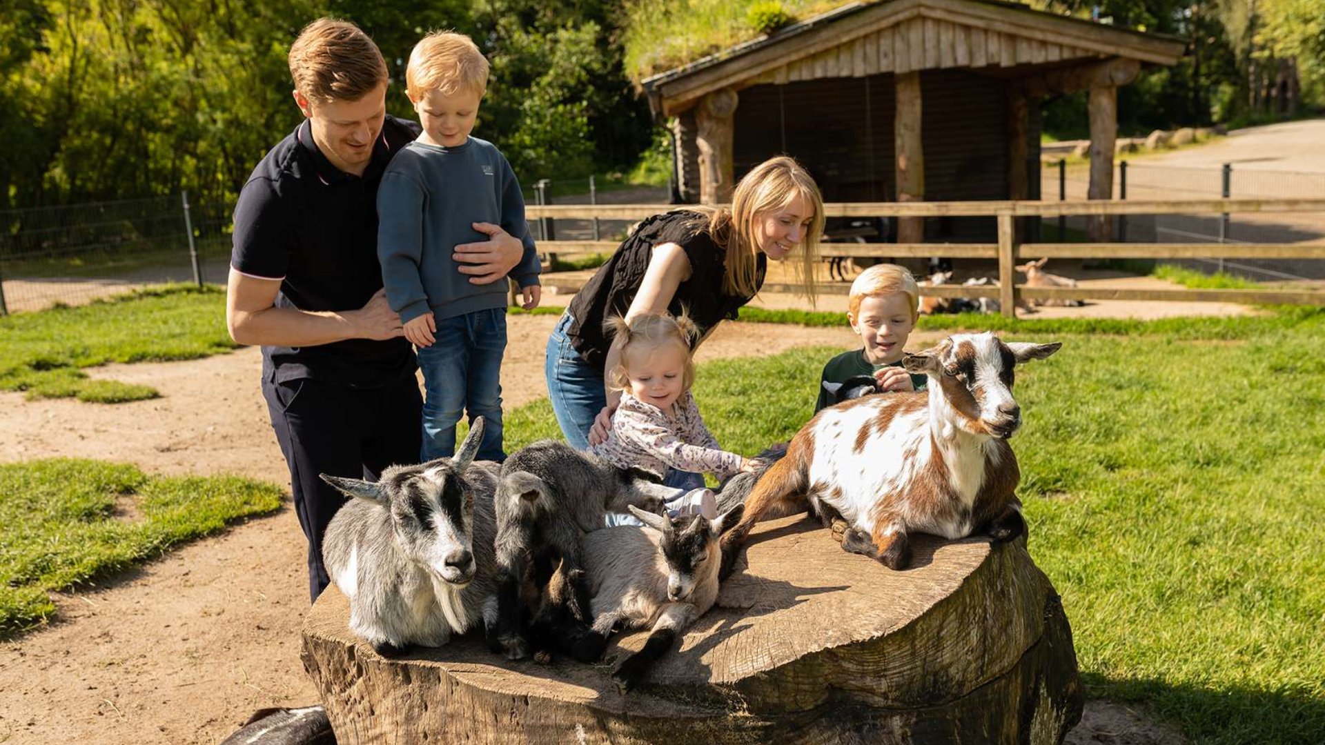 Family petting cute goats at GIVSKUD ZOO