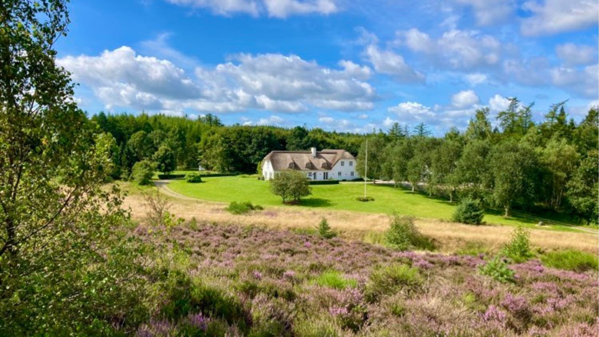 Die Heide blüht bei Horsbjerg Natur in Give