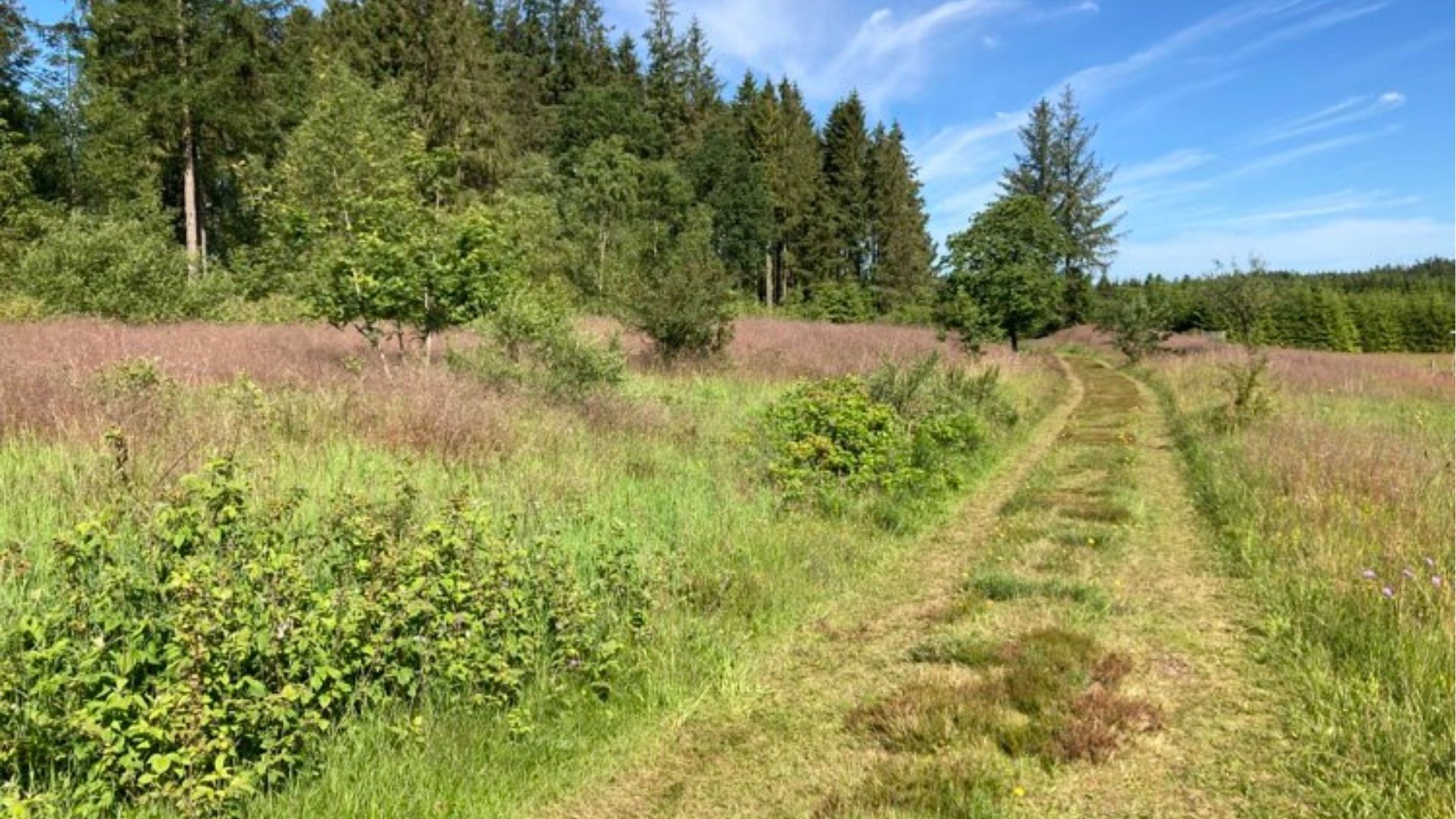 Schöne Naturgebiete bei Horsbjerg Natur in Give