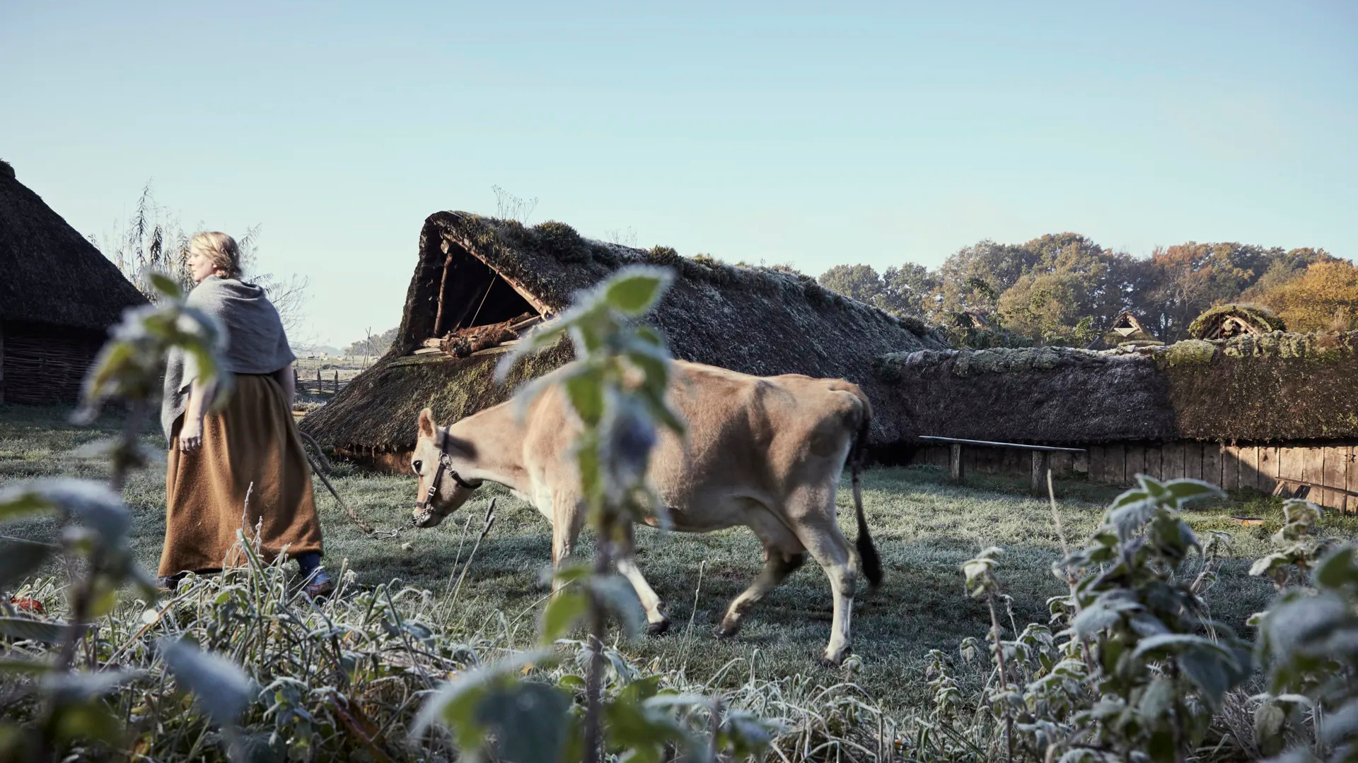 Farmer’s wife walking with her cow through Vingsted Iron Age near Vejle