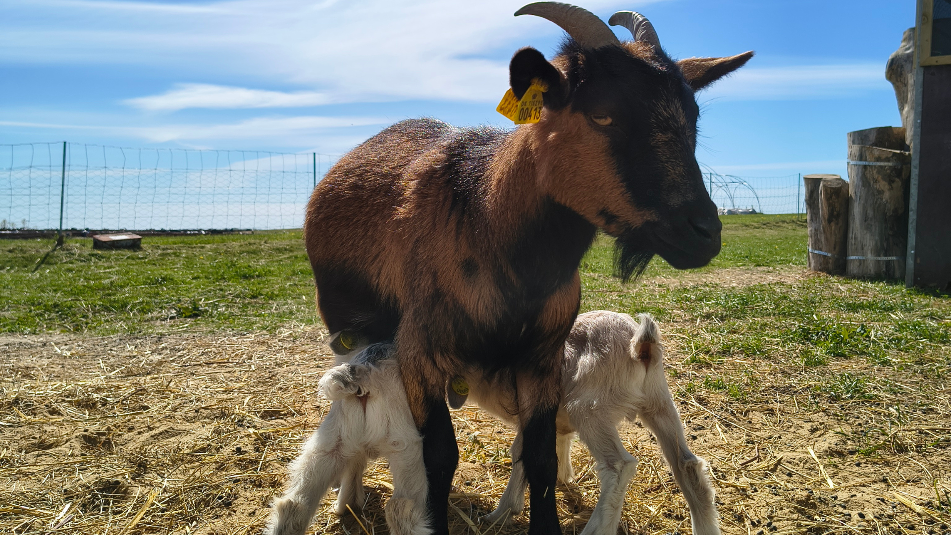 Ziege und Zicklein auf Tinnetgaard