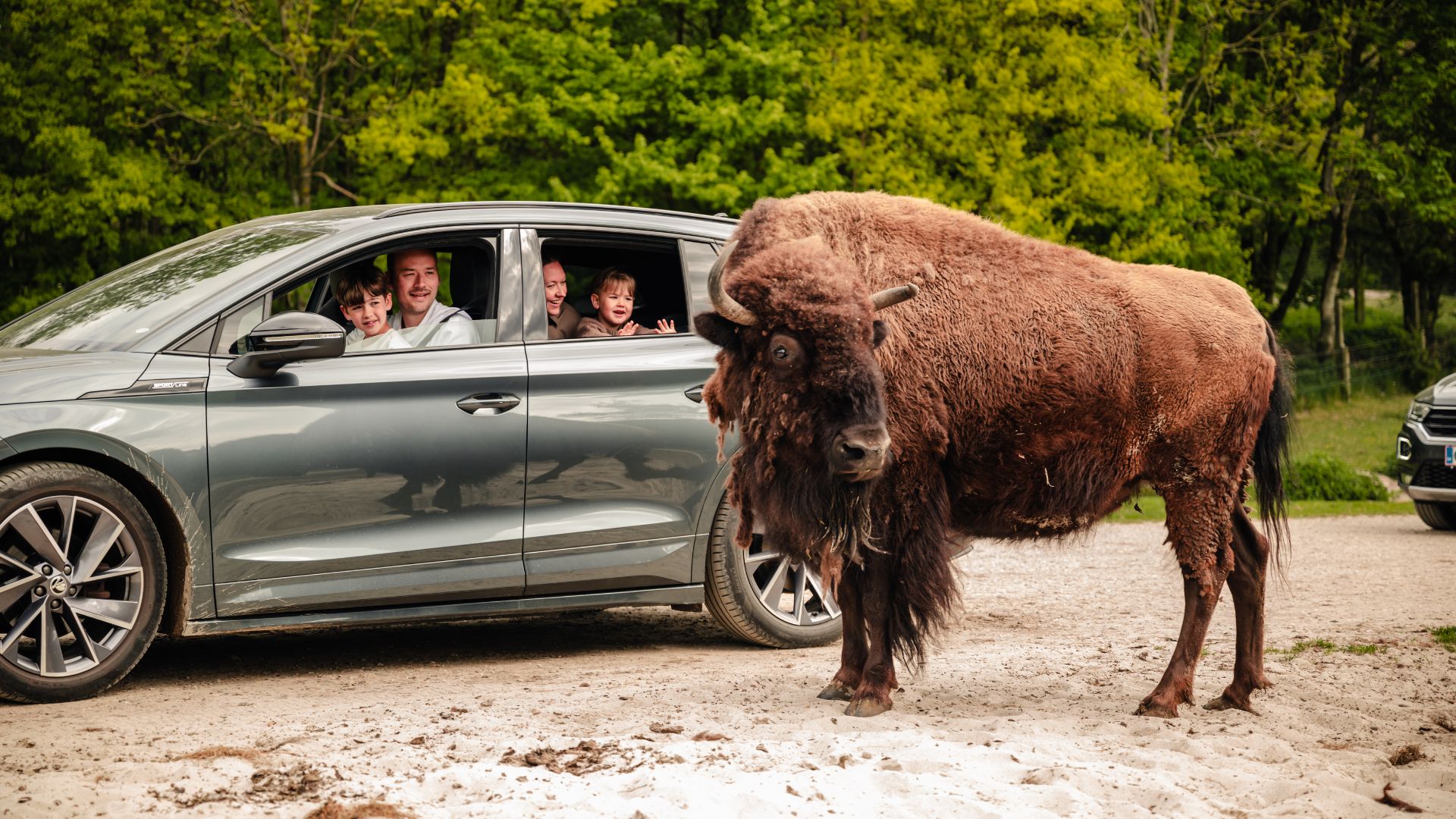 Familie auf Safari im eigenen Auto im Givskud Zoo