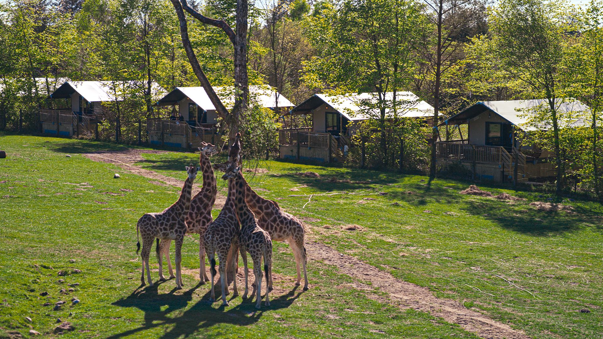 Giraffen vor dem Safari Camp im Givskud Zoo