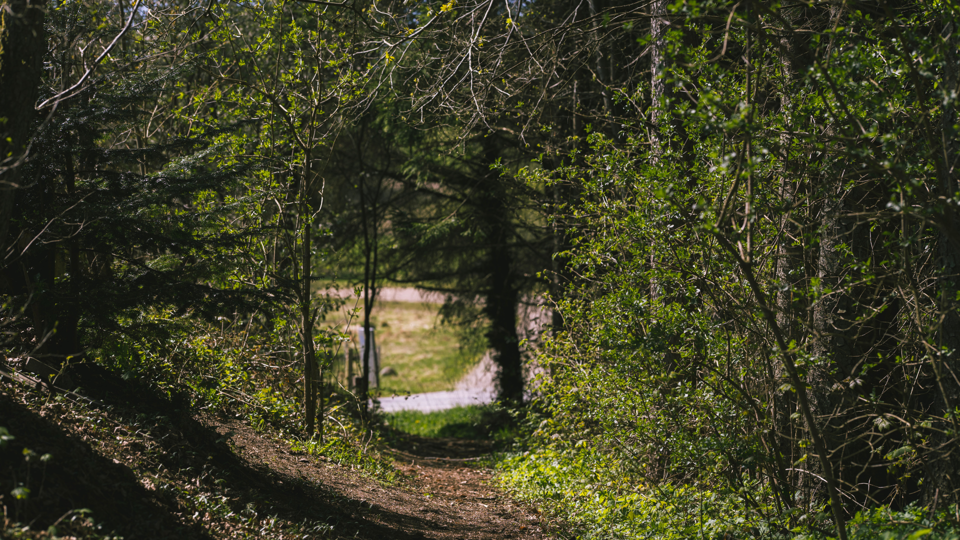 Nature by the trail in Egtved with a small clearing