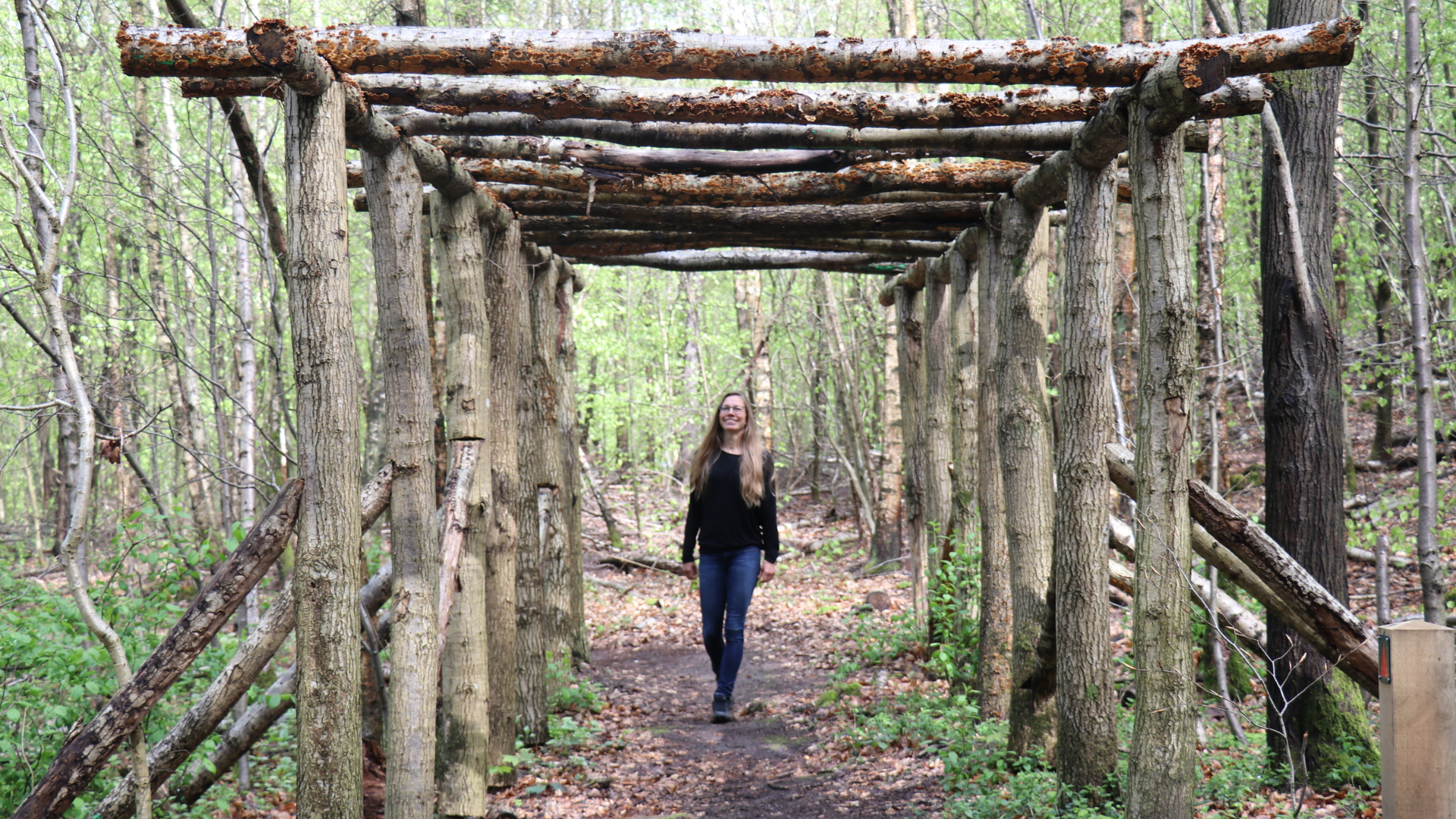 Walk under tree trunks in Store Grundet Health Forest