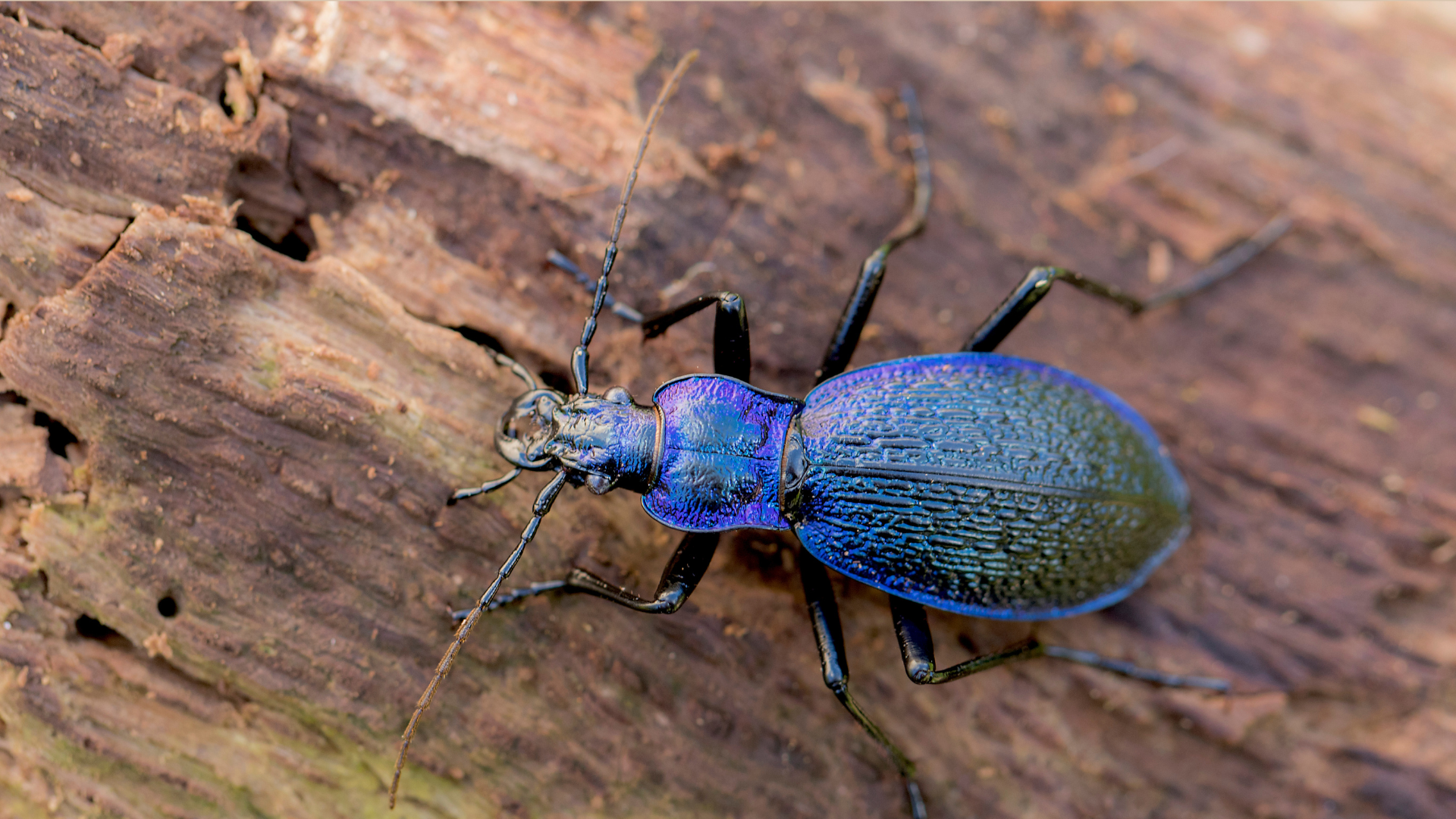 A beech ground beetle in the Health Forest in Vejle by Grejsdalen