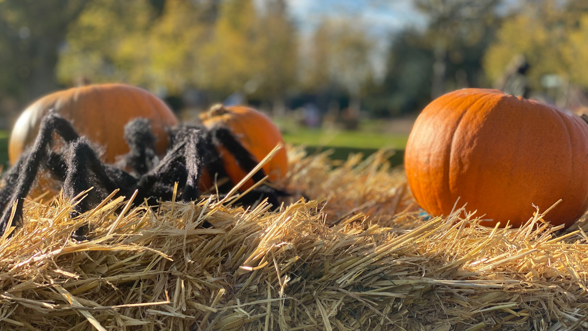 Græskar og edderkop i WOW PARK til HalloWOW