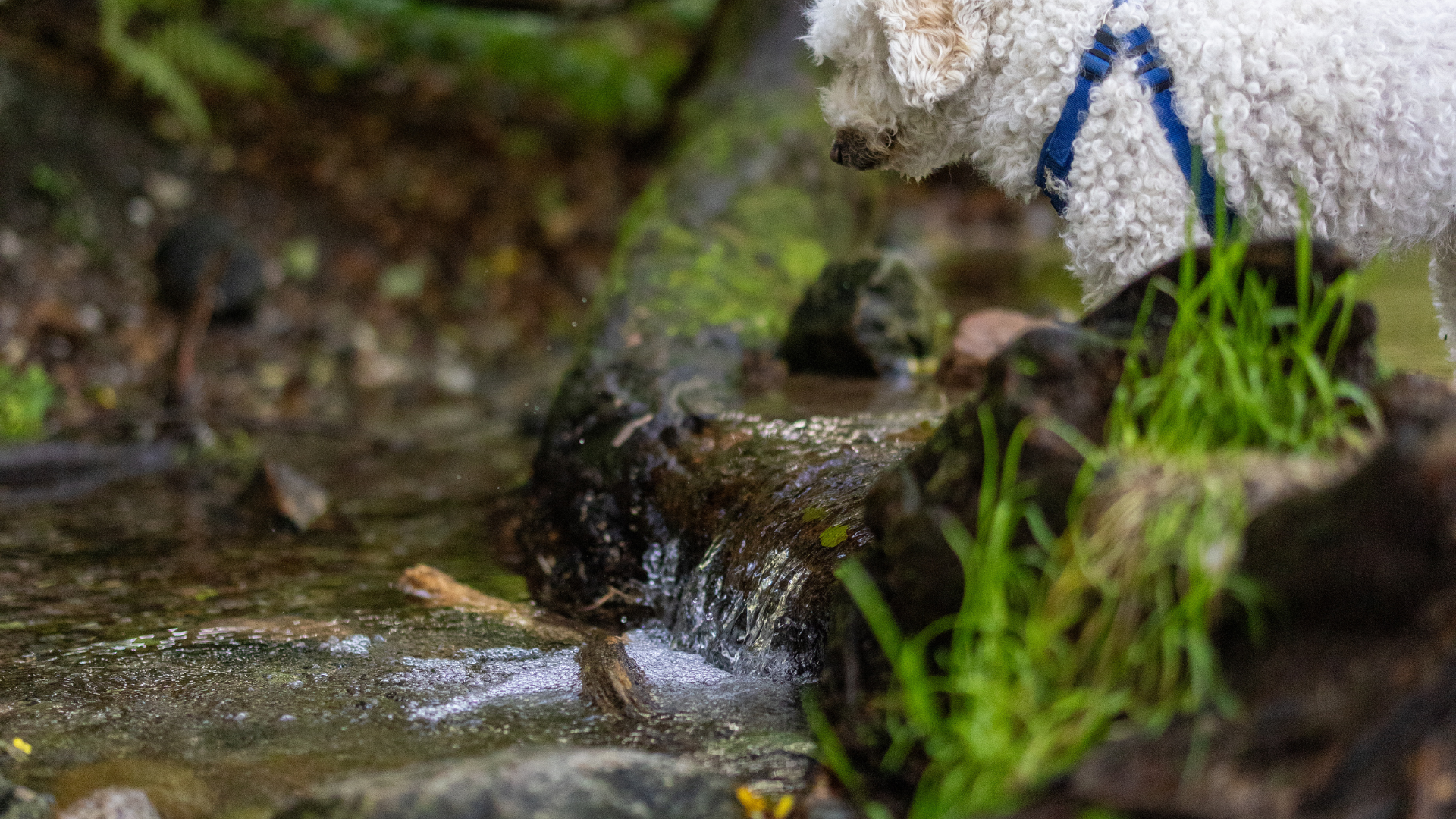 Lille hund står ved Gudenåens Udspring