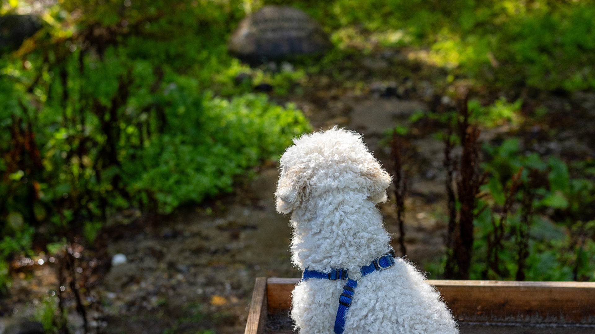 Hund ved udsigtspunkt ved Gudenåens Udspring