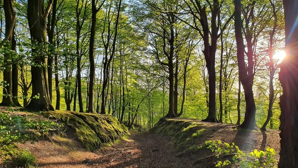 Østerskoven i Hobro