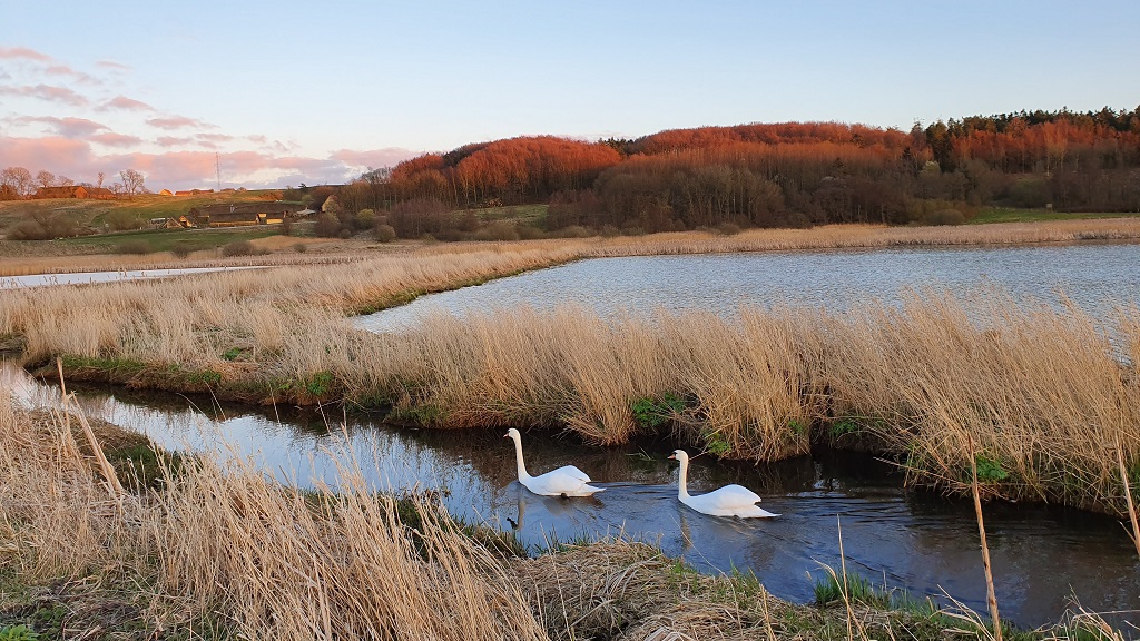 Nature path by Fyrkat Engsø in Hobro