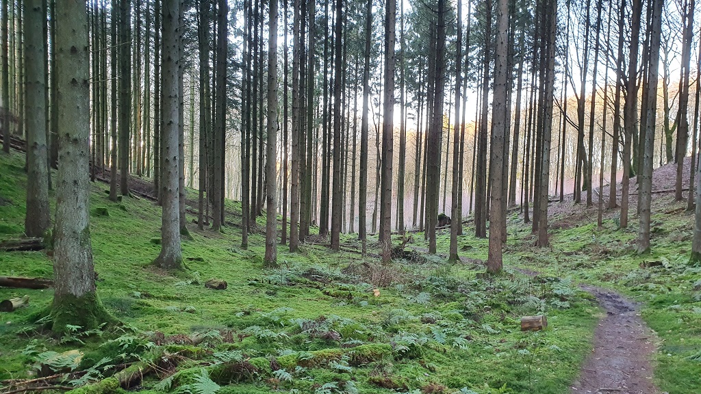 Oldtidsruten - Hiking Trail in Alstrup Krat and Hohøj
