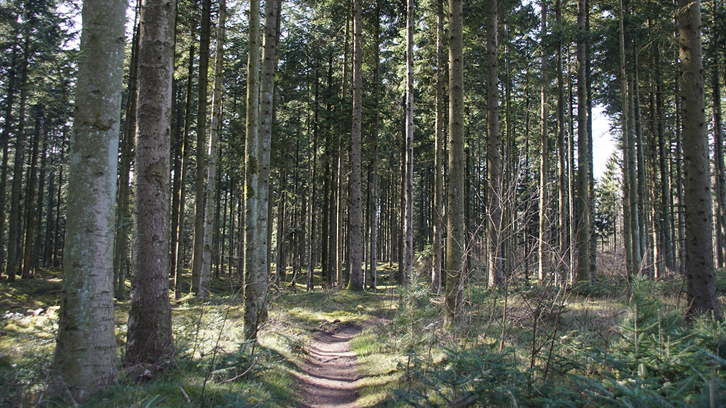 Hiking in Uhrehøje and Myrhøj Plantations