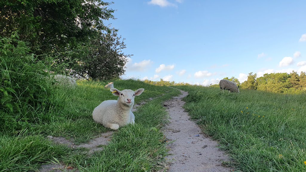The Panorama-Route in Mariagerfjord