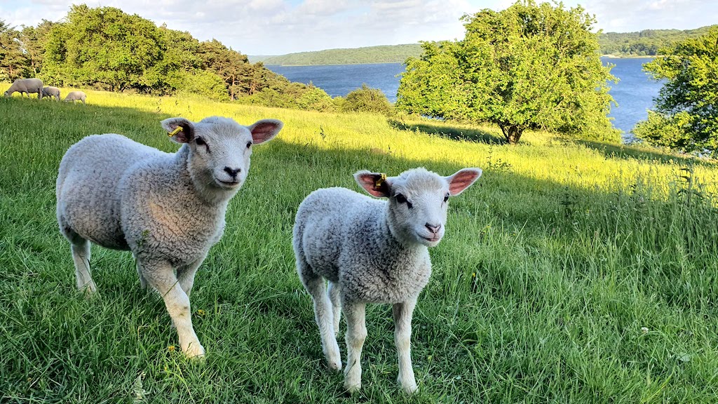 The Panorama-Route in Mariagerfjord