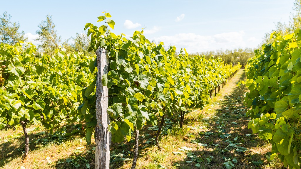 Accommodation at Glenholm Vingård