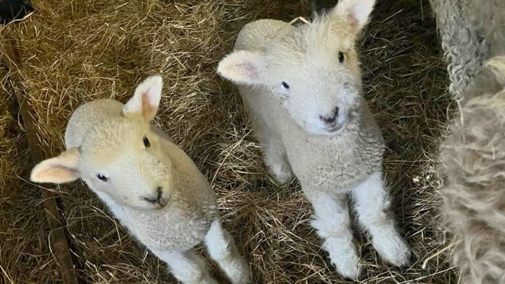Lambs at Nørregård