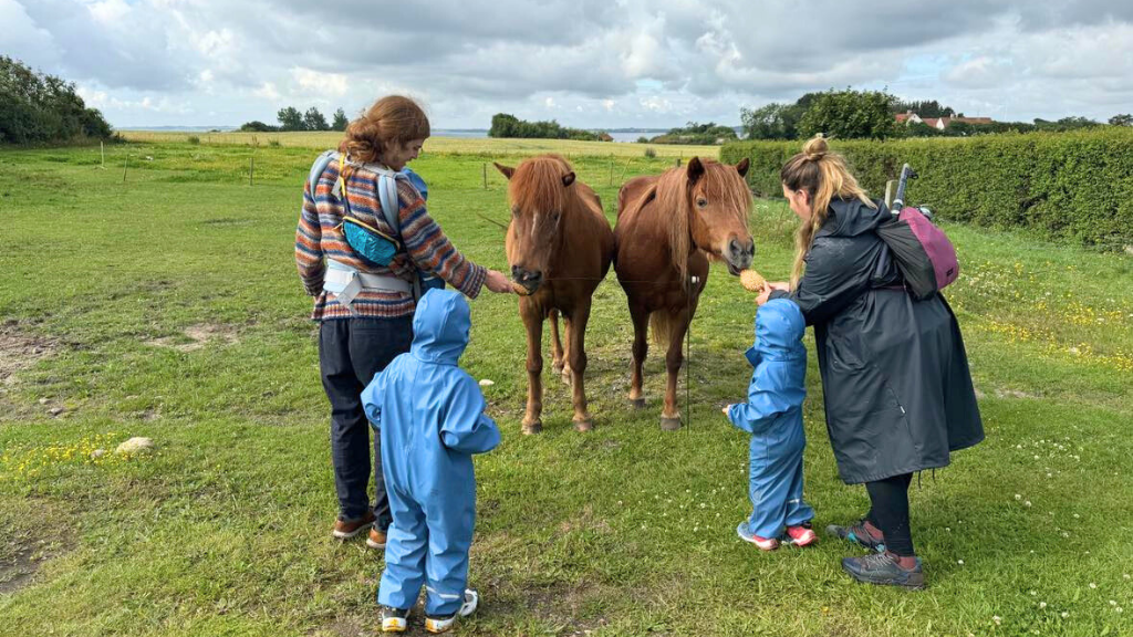 Horses, Ertebølle Strand Camping