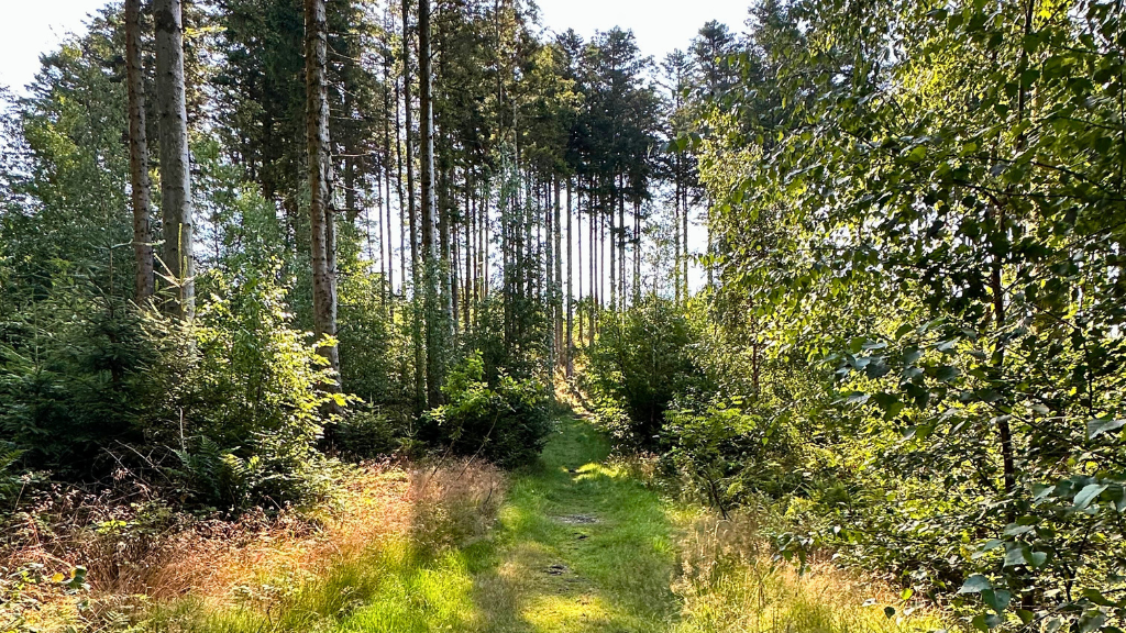 Uhrehøje-Plantage, grøn rute