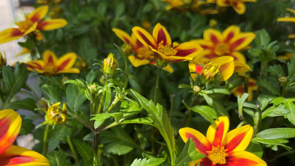 Staudeengens blomstersalg