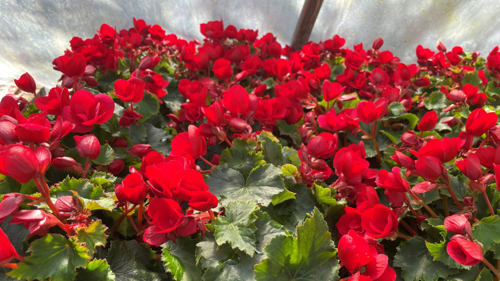 Staudeengens blomstersalg