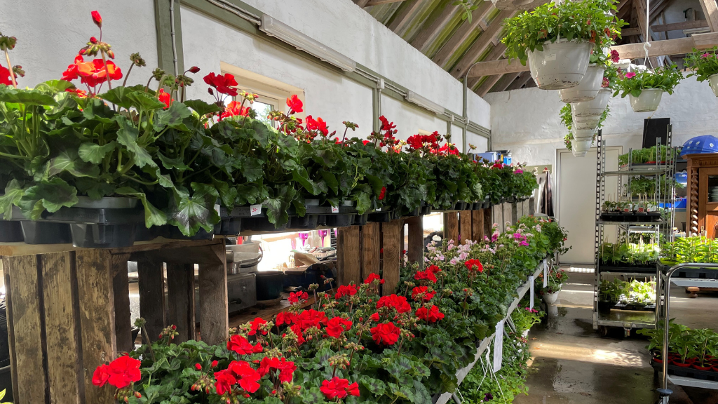 Staudeengens blomstersalg