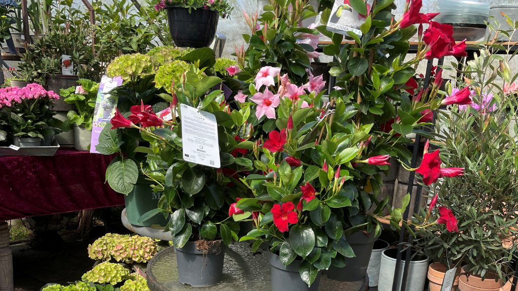 Staudeengens blomstersalg