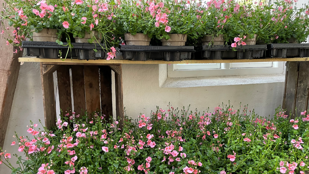 Staudeengens blomstersalg