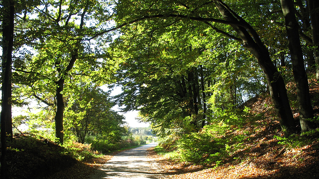 Hiking route: Dronninglund Storskov - 2 or 3 km