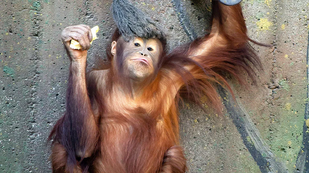Orangutang Unge i Aalborg Zoo