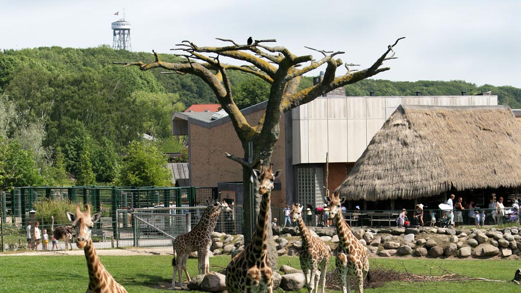 Skovbakken, Aalborg Zoo - Venue