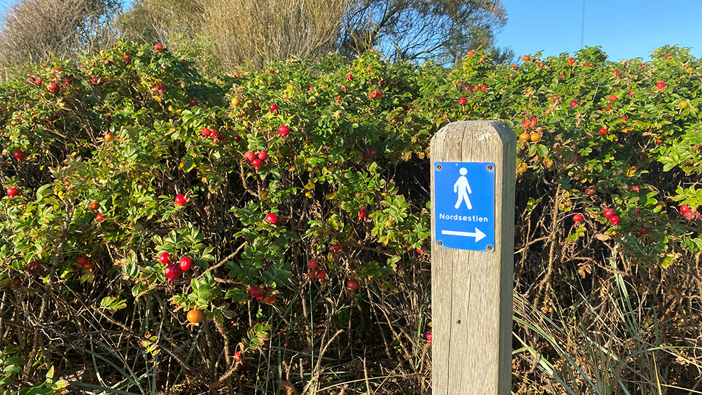 Hiking: Nordsøstien, Melholt to Lille Vildmose - 32 km