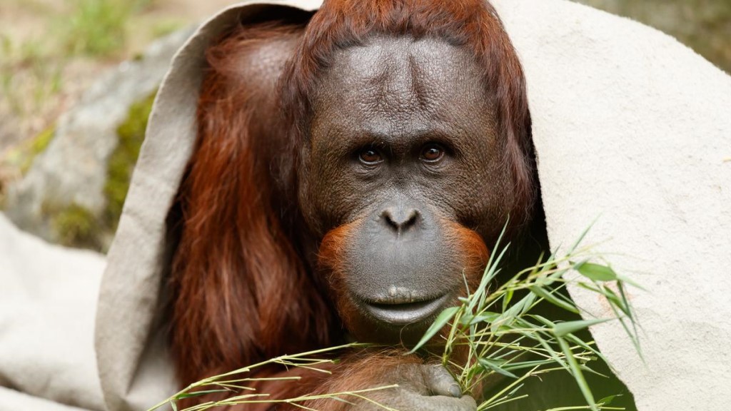 Orangutang i Aalborg Zoo