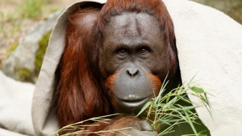 Orangutang Aalborg Zoo