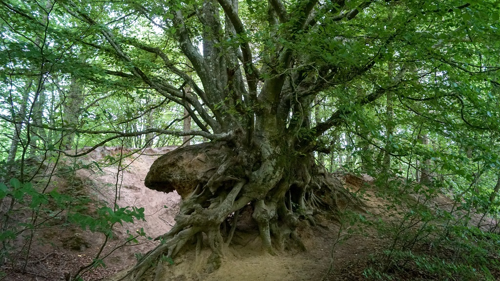 Hiking: Søheden forest - 1 km -3,3 km