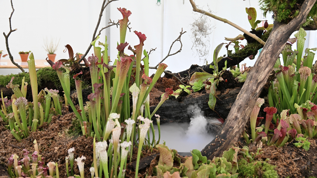 Bangsbo Blomsterfestival