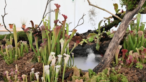 Bangsbo Blomsterfestival