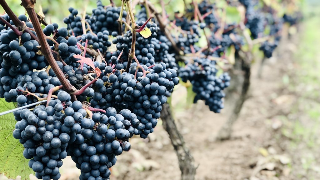 Nygårdsminde Vingård