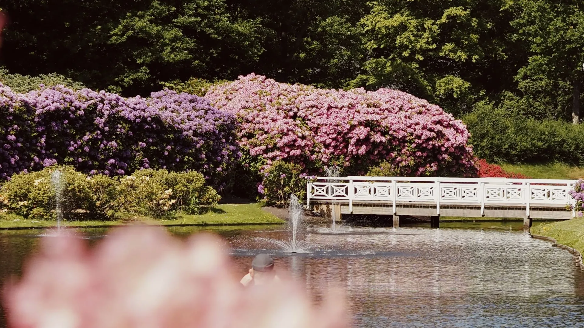 rhododendronparken