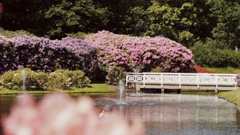 rhododendronparken