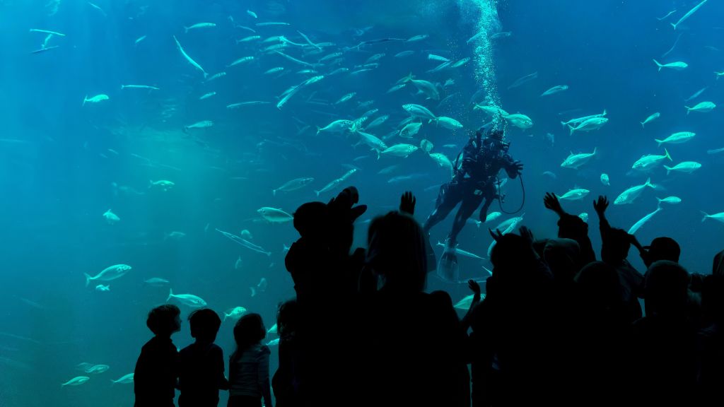 Nordsøen Oceanarium dykker