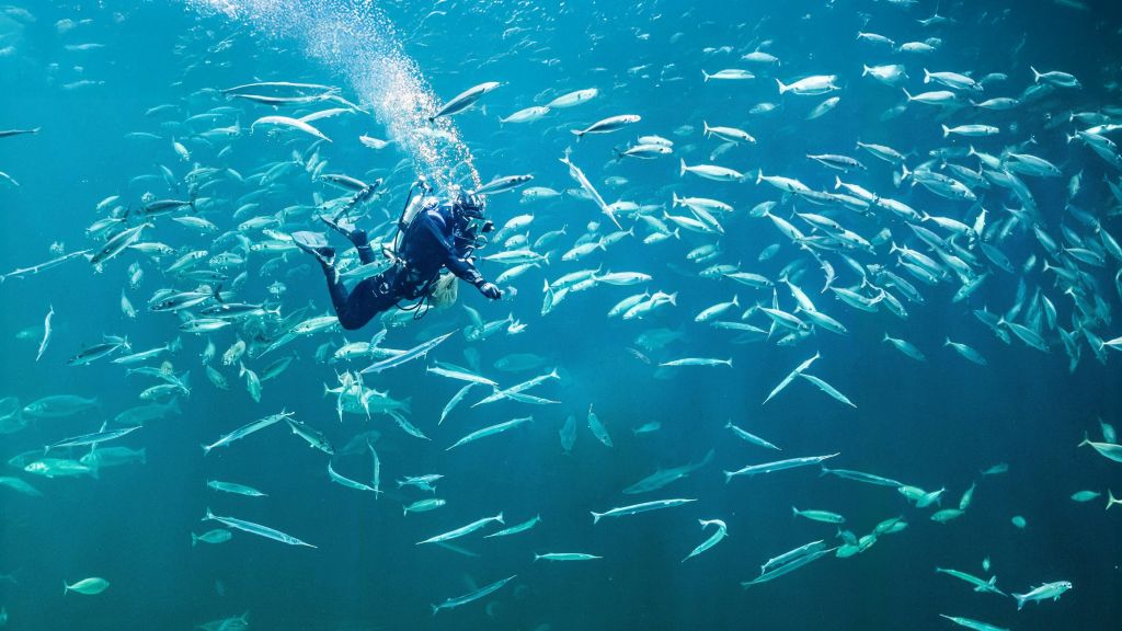 Nordsøen Oceanarium Dykker Stimefisk
