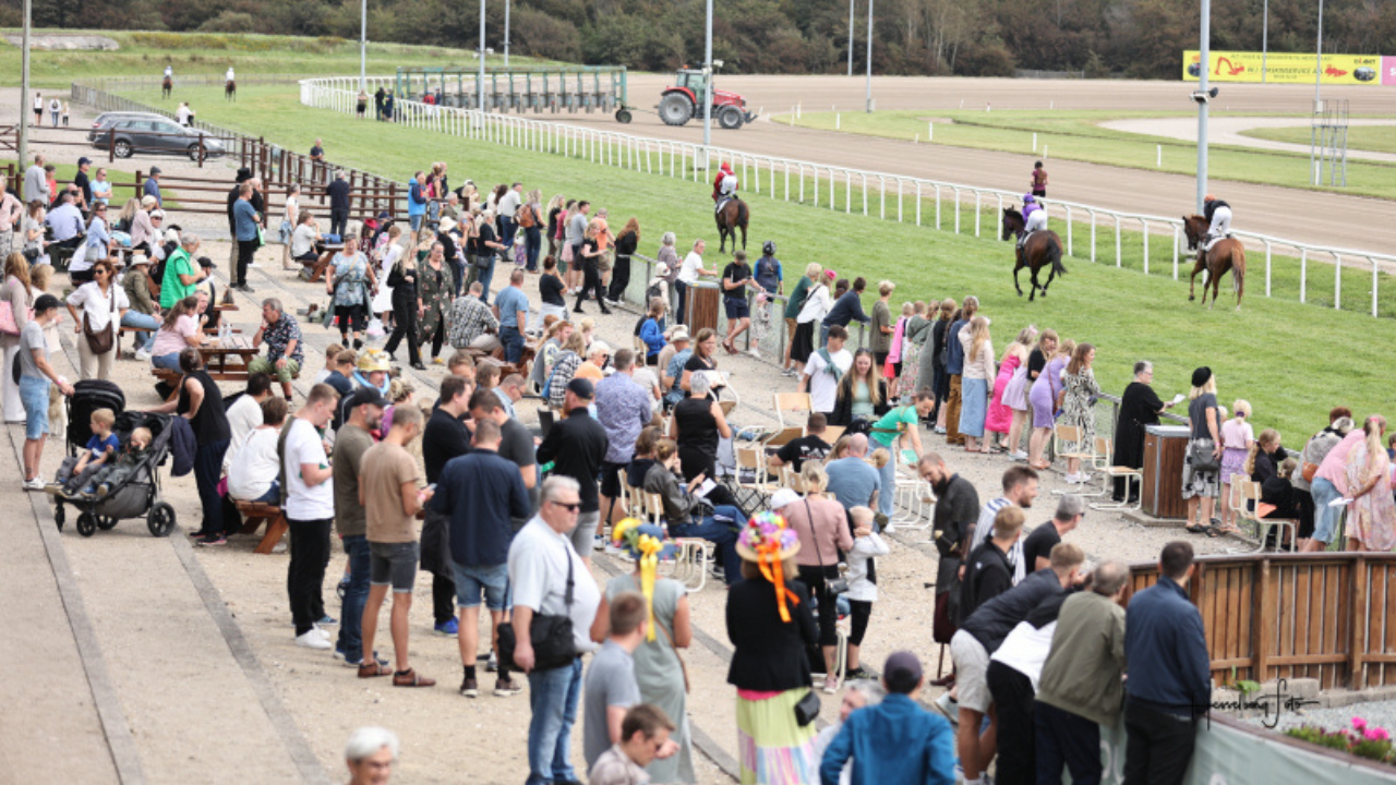 Fans står og ser galopløb på Aalborg Væddeløbsbane