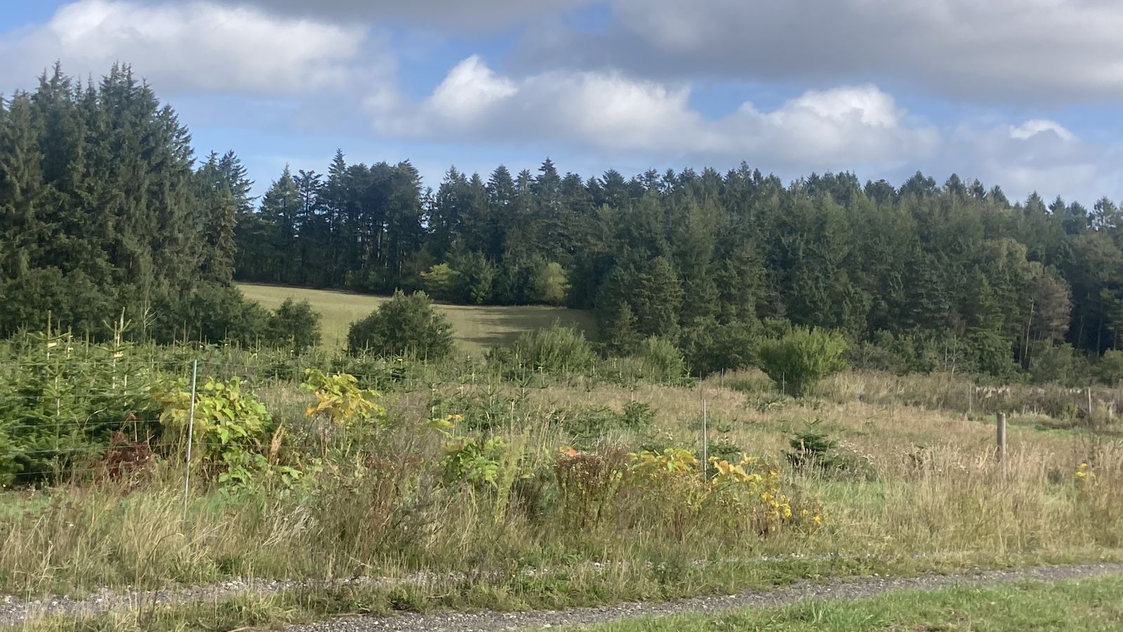 smuk natur ved Kvissel