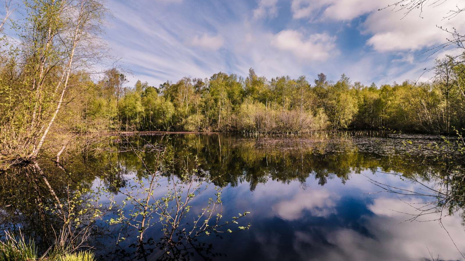 Ålbæk Klitplantage